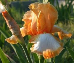 orange+white+iris+flowers.jpg