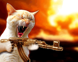 shootingcat.gif