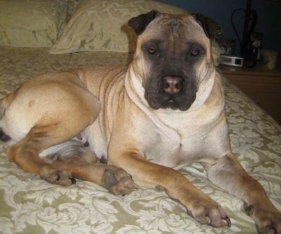 OriPeiSharPeiPugmixRoxy2ye.jpg