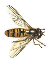 marmaladehoverfly_shields180_tcm9-196680.jpg