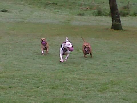 playingfetch.jpg