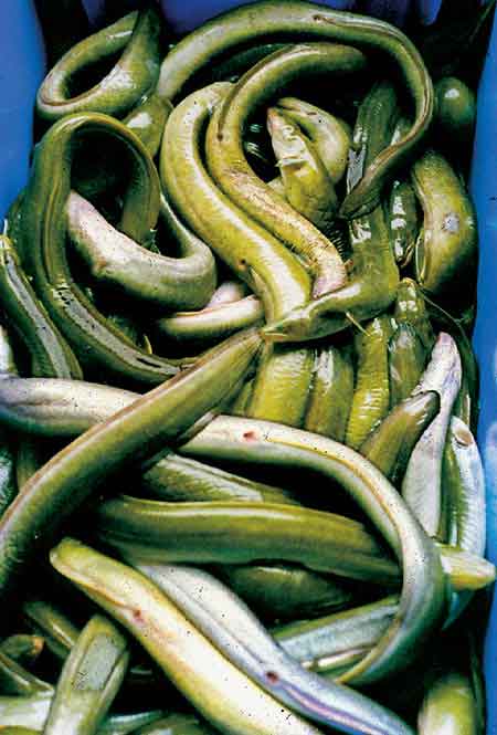 Fresh_Eels_From_New_Zealand.jpg