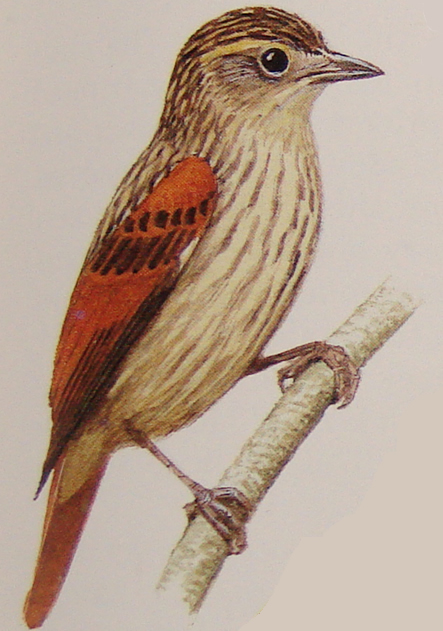 Rufous-tailed%20Xenopsm.jpg