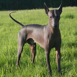 xoloitzcuintle.jpg