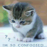 cat.gif
