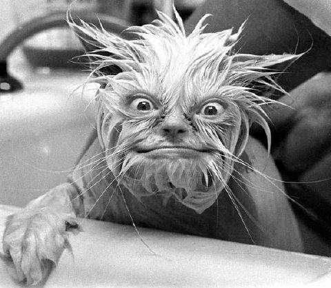 UglyDog.jpg