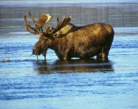 moose8.jpg