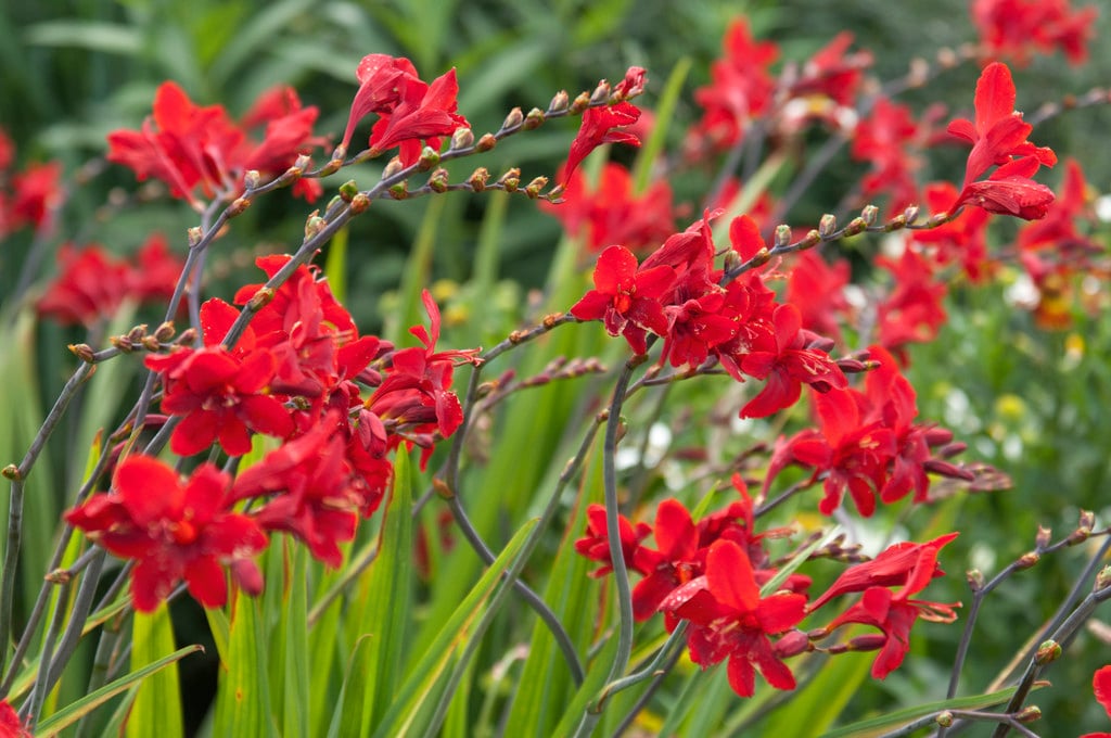 RHS_PUB0033828_8225.JPG