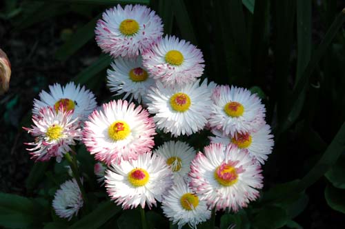 english-daisy.jpg