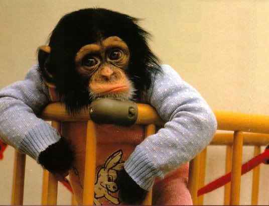 monkey.jpg