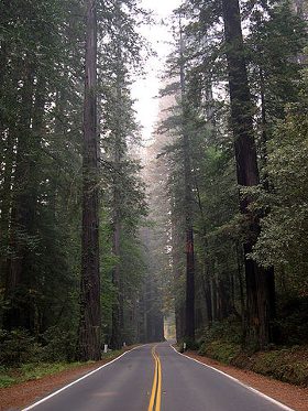 Redwood_Trees_Sequoia_sempervirens280.jpg