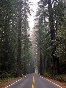 Redwood_Trees_Sequoia_sempervirens280.jpg