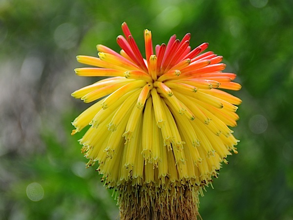 kniphofia.JPG