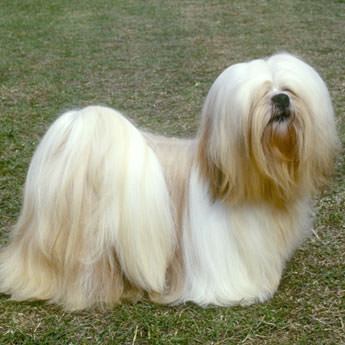 lhasa-apso.jpg