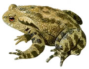 common_toad_180_tcm9-60291.jpg