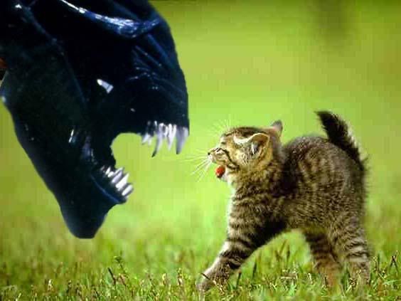 kitty.jpg