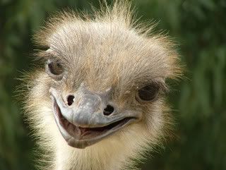 ostrich_pic.jpg