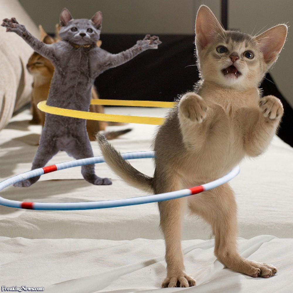 Hula-Hoop-Kittens-36499.jpg