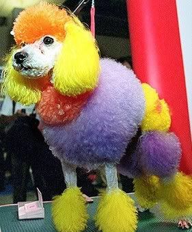 rainbow-poodle.jpg