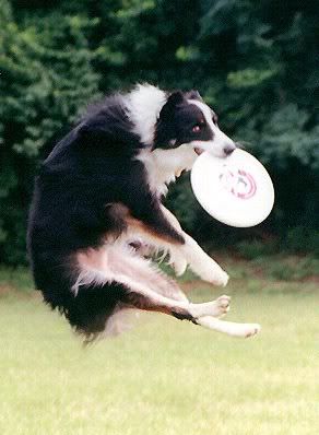 Thefrisbee.jpg
