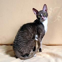 cornish-rex-cat.jpg