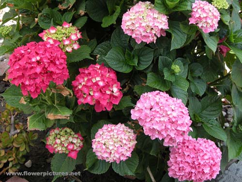 hydrangea.jpg