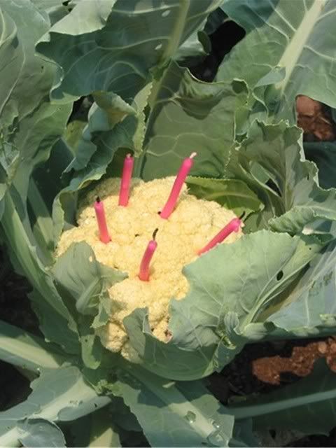 birthdaycauliflower2.jpg