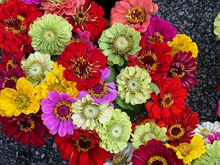 320px-Zinnia_eleganspd.jpg