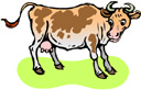 61939-heifer.jpg