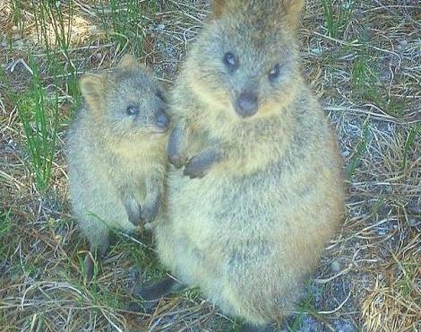 quokka5.jpg