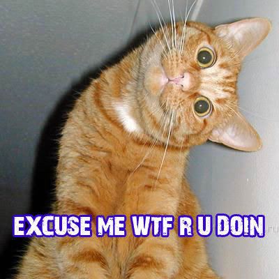 Catwtf.jpg