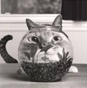 catbowl.jpg