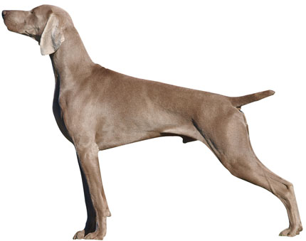 weimaraner.jpg.pagespeed.ce.A0hWmrXpBV.jpg