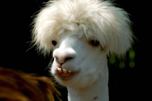 Funny-Llama-01.jpg
