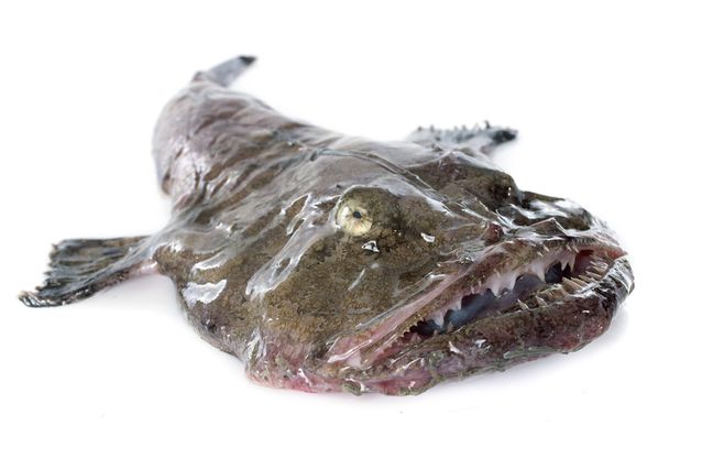 monkfish.jpg.638x0_q80_crop-smart.jpg