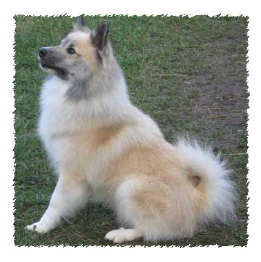 icelandic_dog08c.jpg