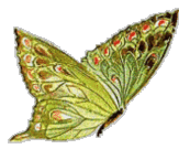 butterfly5wg9.gif