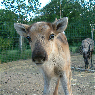 reindeer_8_330_330x330.jpg