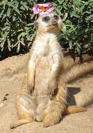 meerkat.jpg