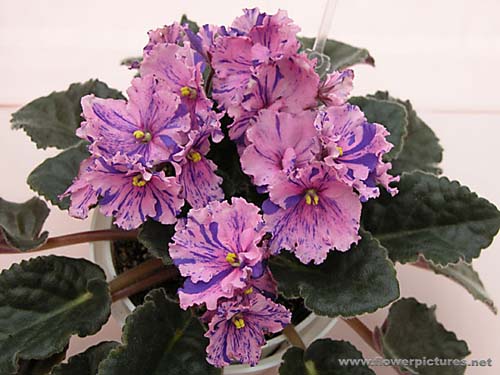 african-violet.jpg