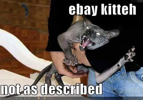 EbayKitteh.jpg
