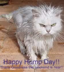 kittyhumpday.jpg