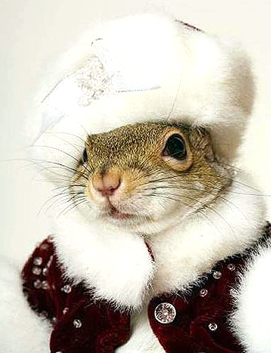 bestdressedsquirrel21.jpg