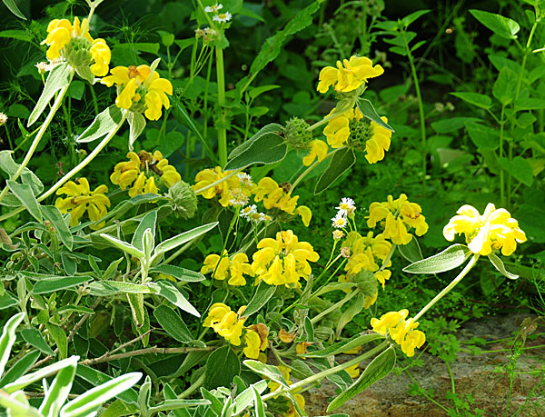 jerusalem-sage.jpg