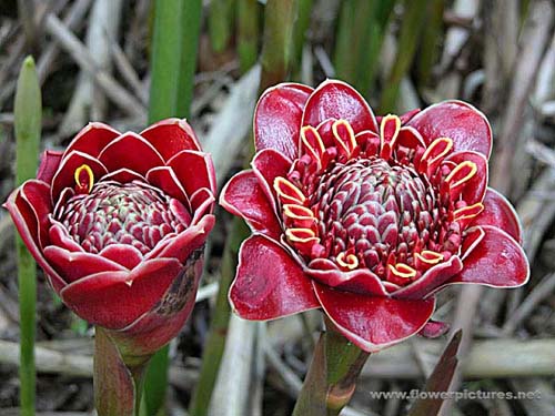 torch-ginger.jpg