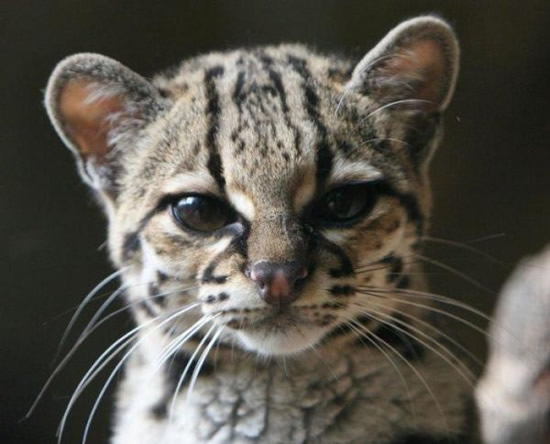 margay-cat-wallpapper.jpg