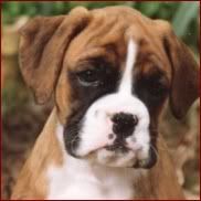 puppy_boxer.jpg