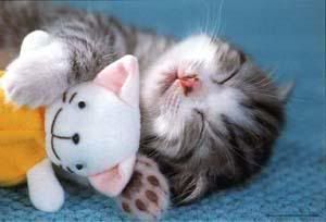 cute-sleeping-kitty-11.jpg