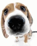 thmiscellaneous_541.gif