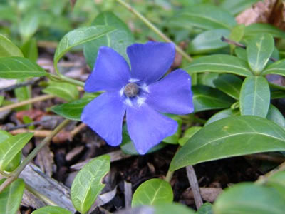 vinca-minor-1.jpg